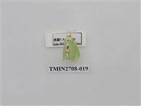 藏品(尺蛾255)的圖片